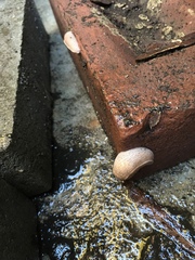 Milacidae
