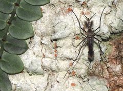 Toxorhynchites splendens