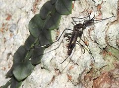 Toxorhynchites splendens