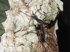 Toxorhynchites splendens