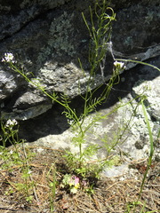 Cardamine parviflora