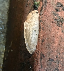Milacidae