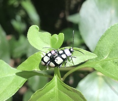Omophoita octoguttata