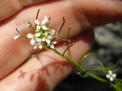 Cardamine parviflora