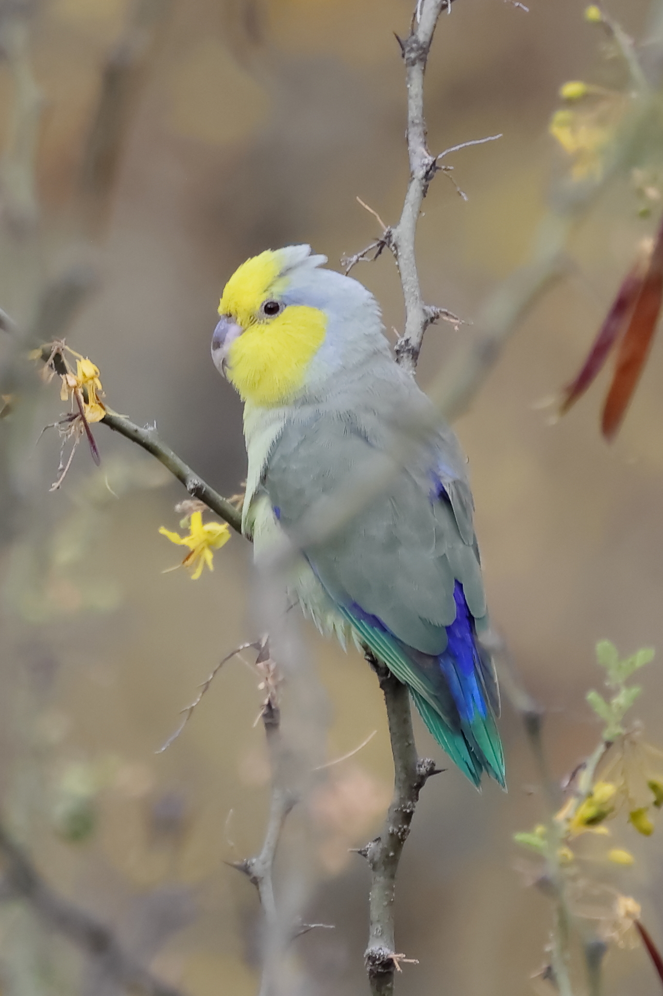 Yellow-faced Parrotlet (Forpus xanthops), photo 7