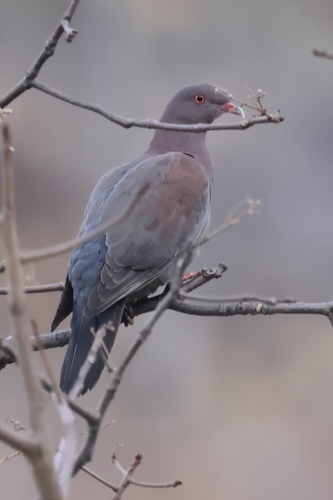 Maranon Pigeon (Patagioenas oenops)