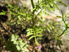Cardamine parviflora