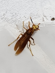 Polistes cavapyta