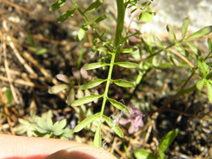 Cardamine parviflora