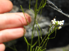Cardamine parviflora