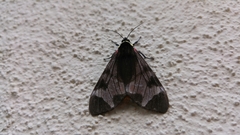 Dysschema leucophaea