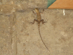 Agama lionotus
