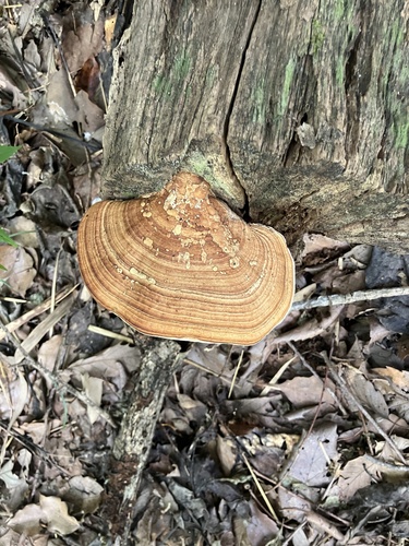 Fomitopsis dickinsii