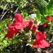 Island Bush Snapdragon - Photo (c) Kerry Woods, some rights reserved (CC BY-NC-ND)