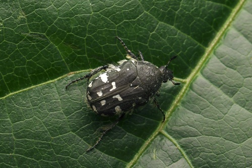 Blue Flower Chafer