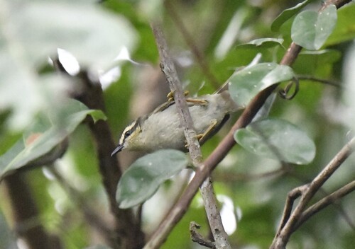 Green Hylia (Hylia prasina), photo 5