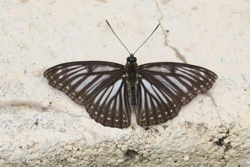 Limenitis mimica