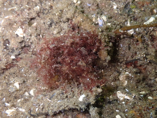 Herposiphonia observed 2025-08-13