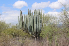 Pachycereus weberi