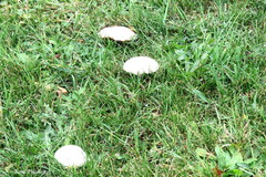 Agaricus