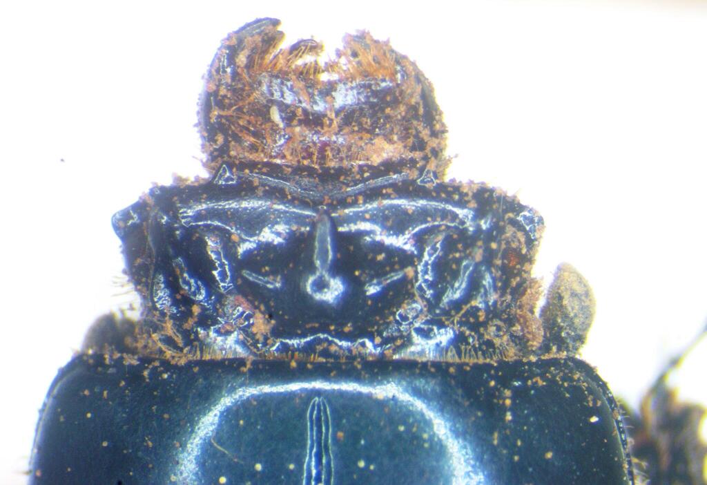 Petrejoides reyesi