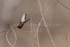 Phaeoptila sordida