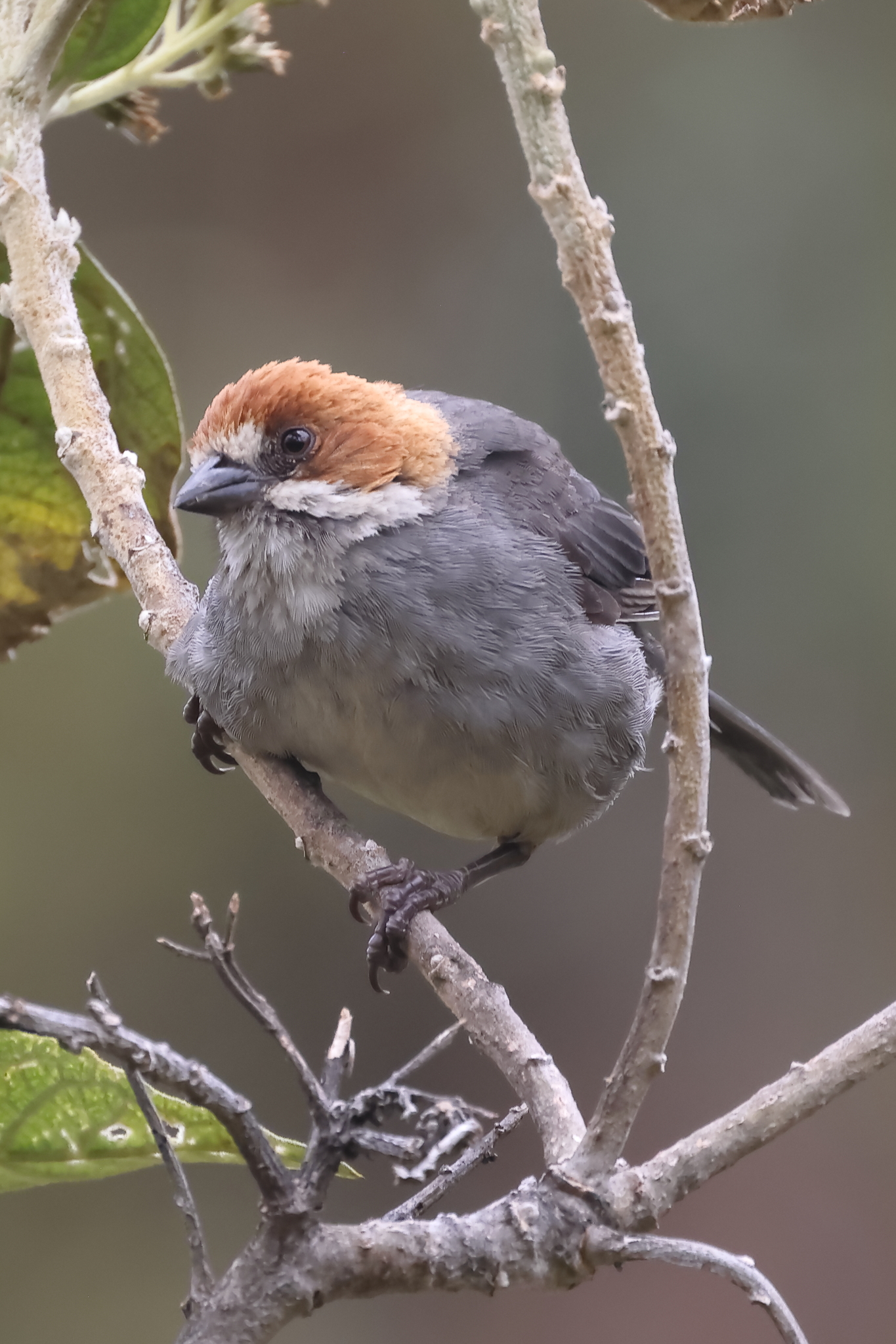 Rufous-eared Brushfinch (Atlapetes rufigenis), photo 1