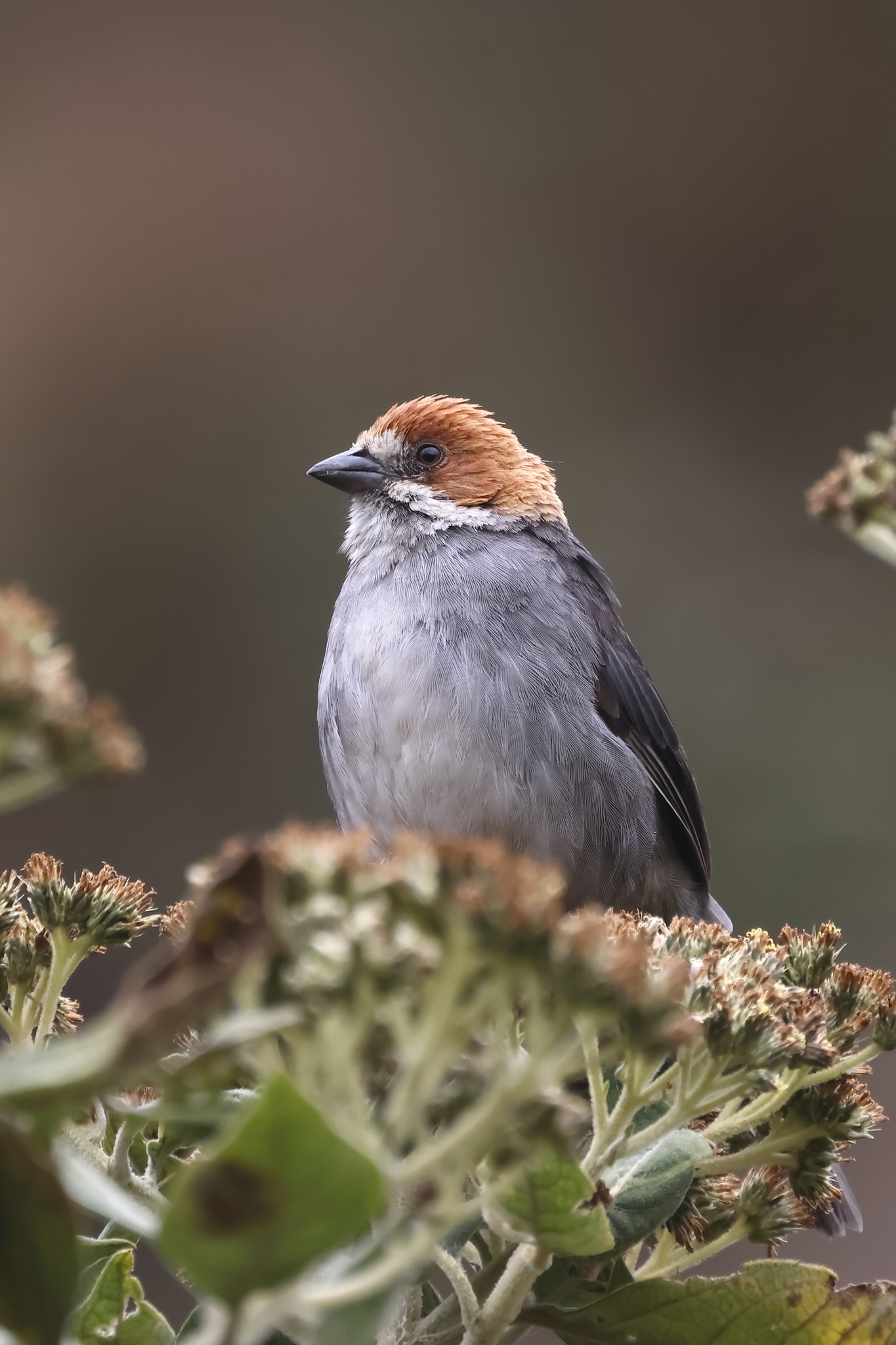 Rufous-eared Brushfinch (Atlapetes rufigenis), photo 2