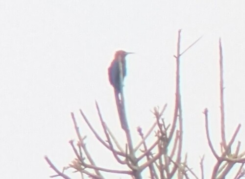 Forest Wood Hoopoe (Rhinopomastus castaneiceps), photo 2