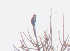 Forest Woodhoopoe