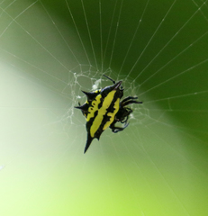 Gasteracantha rhomboidea