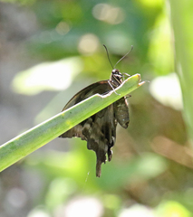Papilio oribazus