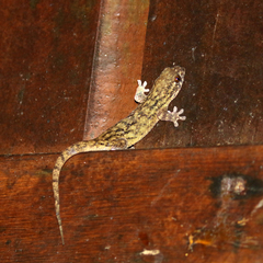 Geckolepis maculata