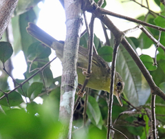 Xanthomixis zosterops