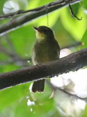 Xanthomixis zosterops