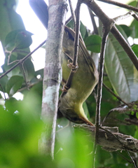 Xanthomixis zosterops