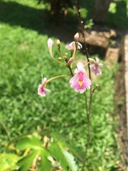 Epidendrum calanthum