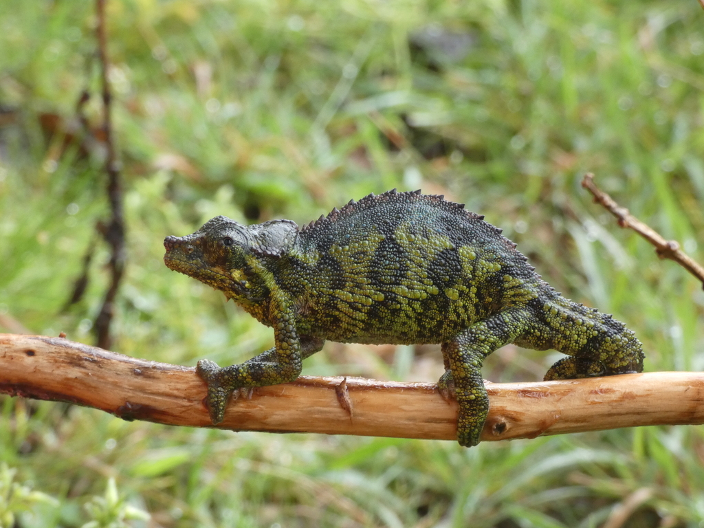 Mt Mtelo Stump-Nosed Chameleon