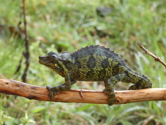 Mt Mtelo Stump-Nosed Chameleon photo 1
