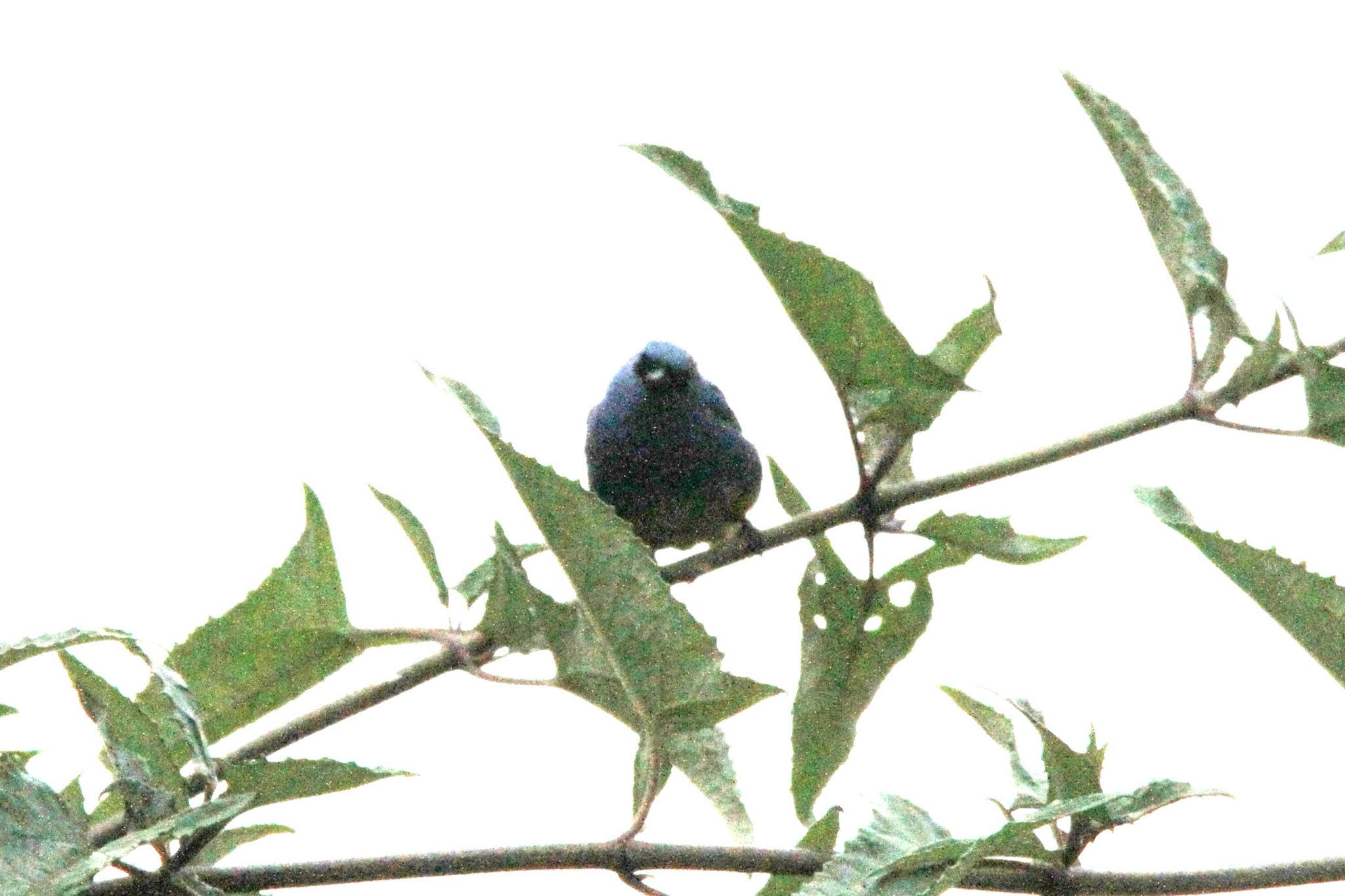 Blue-and-black Tanager (Tangara vassorii), photo 6