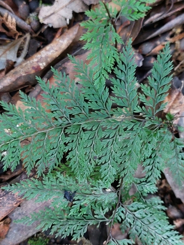 Dennstaedtia novae-zelandiae, photograph 5