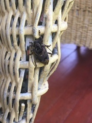 Trypanidius andicola