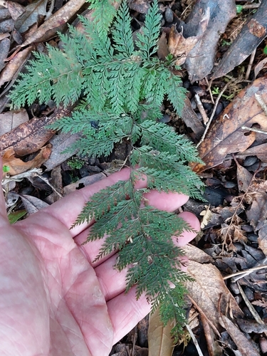 Dennstaedtia novae-zelandiae, photograph 6