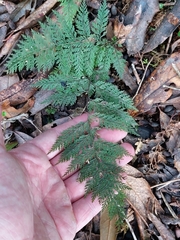 Dennstaedtia novae-zelandiae, photograph Tommy Forrest, CC0, iNaturalist via GBIF