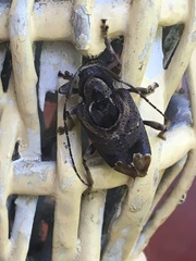 Trypanidius andicola