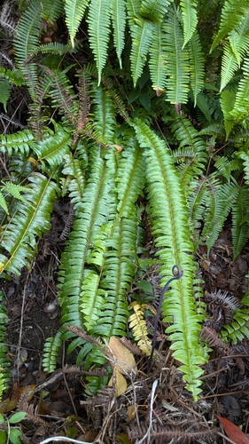 Nephrolepis cordifolia observed 2025-08-13