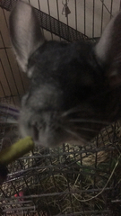 Chinchilla
