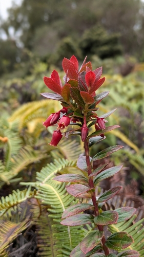 Vaccinium dentatum observed 2025-08-13
