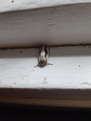 Ichneutica paracausta