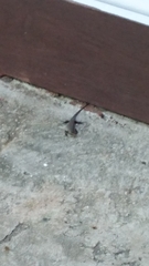 Eutropis rudis